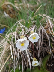 Pinguicula alpina
