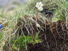 Pinguicula alpina