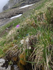 Pinguicula alpina