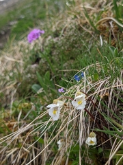 Pinguicula alpina
