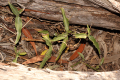 Commelina lanceolata