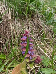 Ajuga pyramidalis