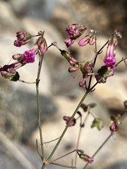 Mirabilis coccinea