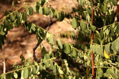 Phyllanthus gunnii