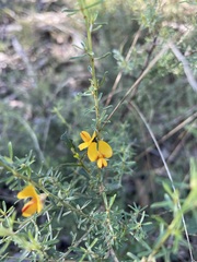 Pultenaea cinerascens