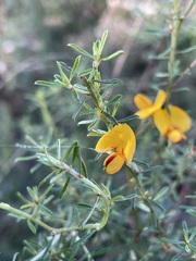 Pultenaea cinerascens