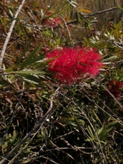 Melaleuca viminalis viminalis