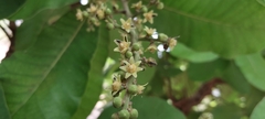 Semecarpus anacardium