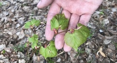 Tilia cordata