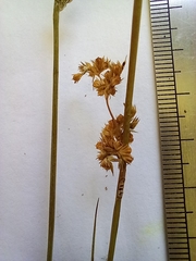 Juncus usitatus