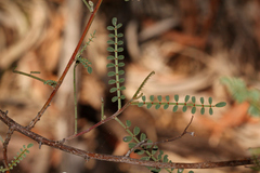 Indigofera brevidens