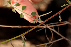 Indigofera brevidens