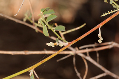 Indigofera brevidens