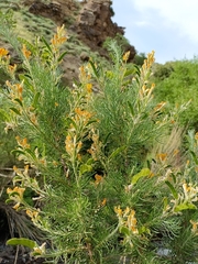 Adenocarpus decorticans