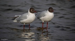 Chroicocephalus ridibundus