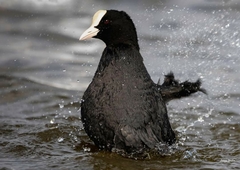 Fulica atra