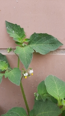 Solanum nigrum