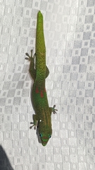 Phelsuma