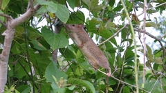 Melomys burtoni