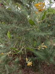 Adenocarpus decorticans