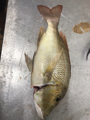 Lethrinus laticaudis