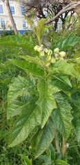 Solanum bonariense