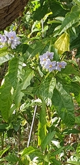 Solanum bonariense