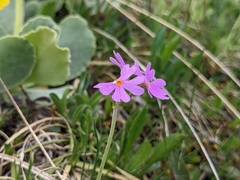 Primula farinosa