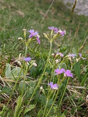 Primula farinosa
