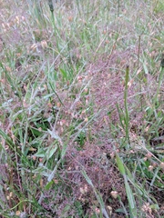 Dichanthelium lanuginosum