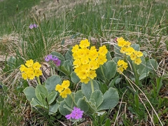 Primula auricula