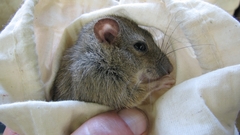 Melomys burtoni