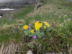 Primula auricula
