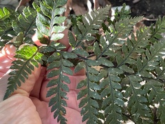 Polystichum neozelandicum