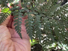 Polystichum neozelandicum