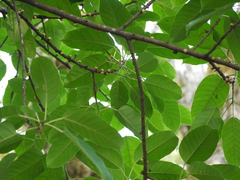 Ficus tsjakela