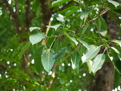 Ficus tsjakela