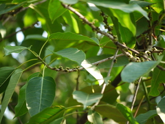 Ficus tsjakela