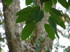 Ficus tsjakela