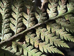 Polystichum neozelandicum