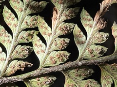 Polystichum neozelandicum