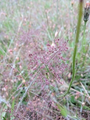 Dichanthelium lanuginosum