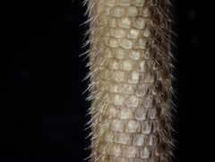 Melomys burtoni