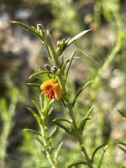 Mirbelia pungens