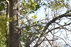 Muellerina celastroides