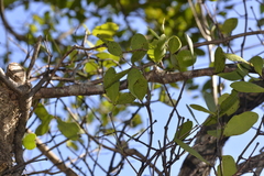 Muellerina celastroides