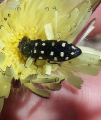 Acmaeotethya