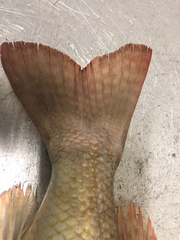 Lethrinus laticaudis