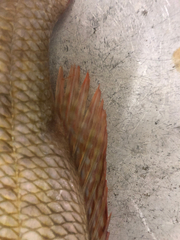 Lethrinus laticaudis