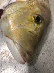 Lethrinus laticaudis